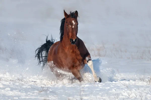 Schöner Pferdegalopp Schneefeld — Stockfoto