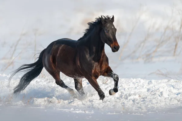 Schöner Pferdegalopp Schneefeld — Stockfoto