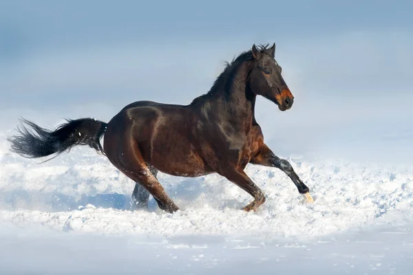 Schöner Pferdegalopp Schneefeld — Stockfoto