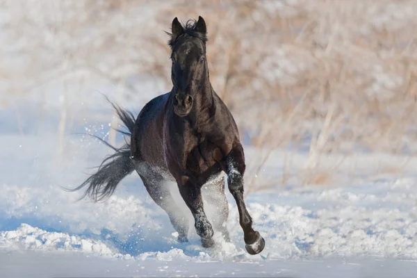 雪原で美しい馬の実行ギャロップ — ストック写真