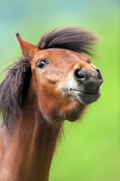 Legrační Koně Portrét Venkovní Zblízka — Stock fotografie