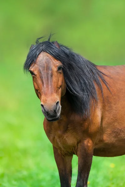 Funny Horse Portrait Outdoor Close — Stock Photo, Image