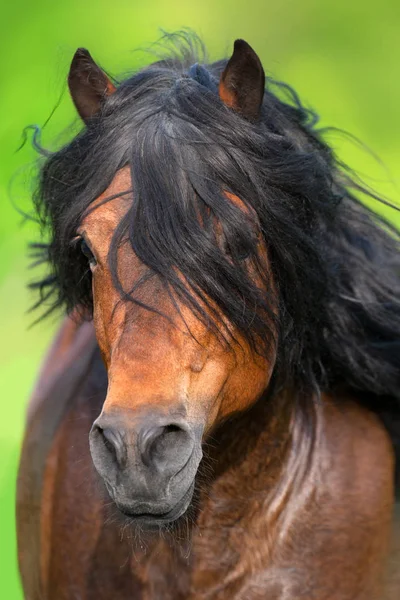 Cavallo Con Criniera Lunga Primo Piano Ritratto Movimento — Foto Stock