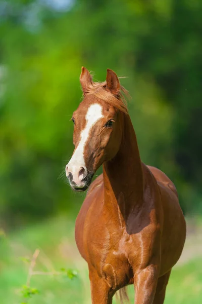Belo Cavalo Vermelho Com Crina Longa Close Retrato Movimento Dia — Fotografia de Stock