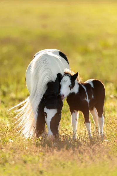 美しいろばと長いたてがみを持つ美しい子馬マーレ — ストック写真