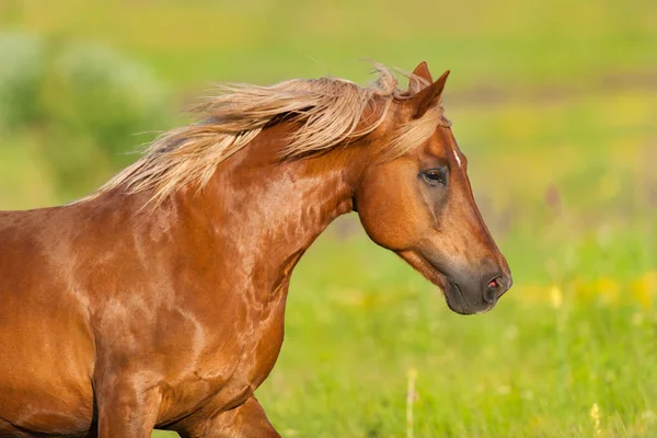 Beautiful Red Horse Long Mane Close Portrait Motion Summer Day — Stock Photo, Image