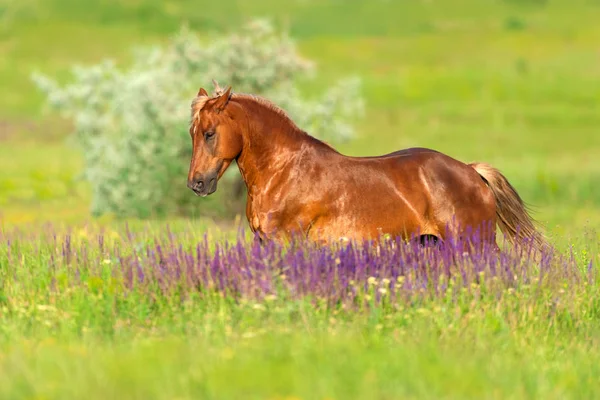 Рыжая Лошадь Длинной Гривой Скачет Галопом Цветах — стоковое фото