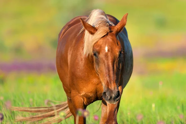 Belo Cavalo Vermelho Com Crina Longa Close Retrato Movimento Dia — Fotografia de Stock