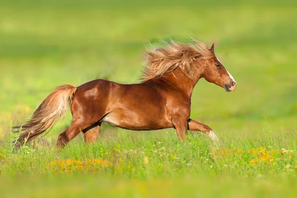 长鬃毛的红马奔跑驰骋在花丛中 — 图库照片