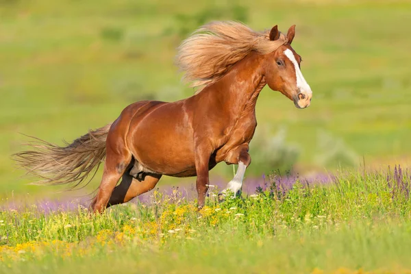 Red Horse Długa Grzywa Uruchomić Galop Kwiaty — Zdjęcie stockowe