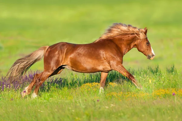 Rode Paard Met Lange Manen Galop Uitgevoerd Bloemen — Stockfoto