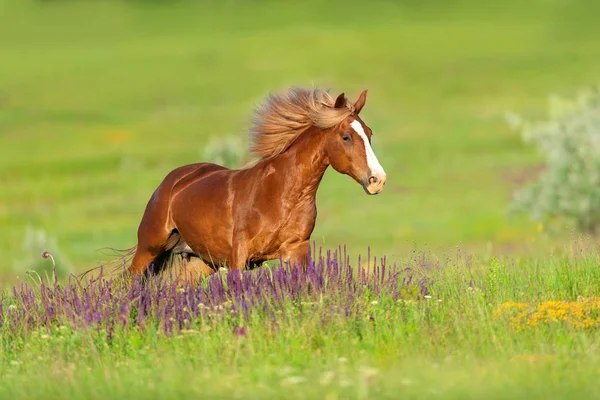 Cavalo Vermelho Com Crina Longa Correr Galope Flores — Fotografia de Stock