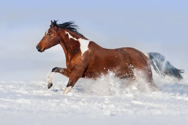 Schöner Pferdegalopp Schneefeld — Stockfoto
