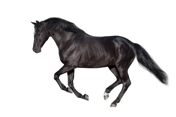 Galope Corrida Cavalo Preto Isolado Branco — Fotografia de Stock