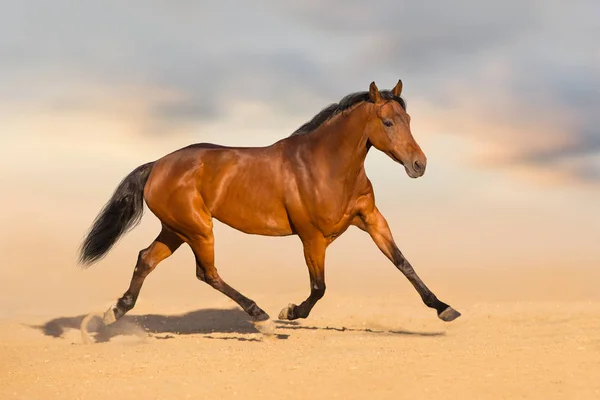 海湾马奔跑快速在沙漠尘土反对美丽的天空 — 图库照片