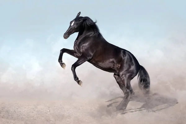 Garanhão Bonito Com Crina Longa Crescendo Poeira Deserto Contra Céu — Fotografia de Stock