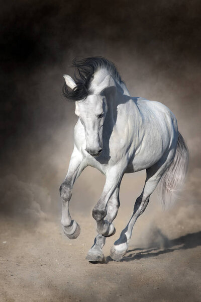 White Horse with long mane run gallop on desert dust against beautiful sky