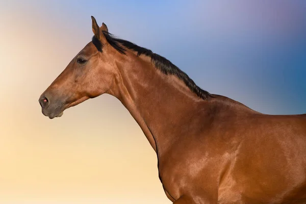 Koń Długa Grzywa Portret Ruchu Przeciwko Piękne Niebo — Zdjęcie stockowe