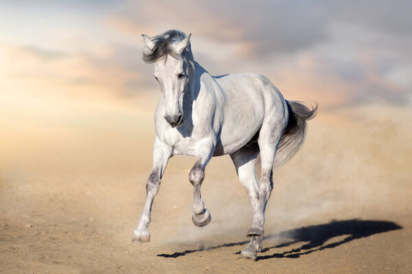 White Horse with long mane run gallop on desert dust against beautiful sky