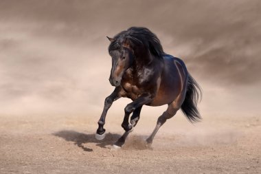 Çöl toz hızlı koşmak uzun yele ile defne at