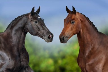 İki at portre doğal zemin üzerine