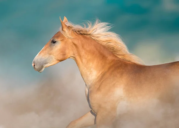Retrato Cavalo Cremello Movimento Contra Céu Azul — Fotografia de Stock