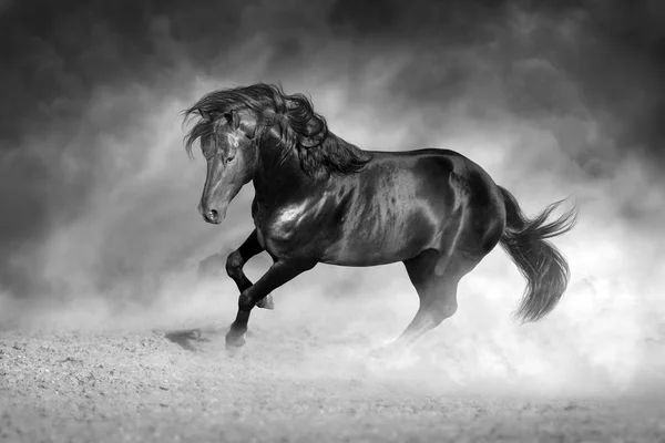 Dark Stallion Free Motion Black White — Stock Photo, Image