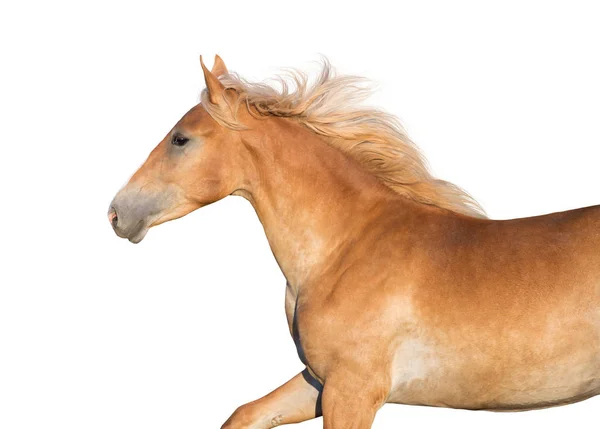 Bruin Paard Geïsoleerd Witte Achtergrond — Stockfoto