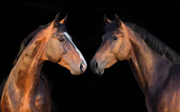 Retrato Caballos Sobre Fondo Negro Panorama Para Web —  Fotos de Stock