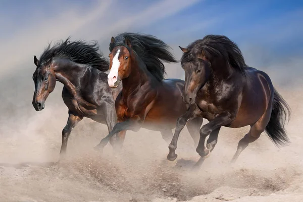 Caballos Bahía Con Melena Larga Corren Rápido Polvo Del Desierto —  Fotos de Stock