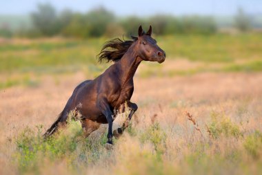 Defne at uzun yele ile çalıştırmak dörtnala yeşil sahada
