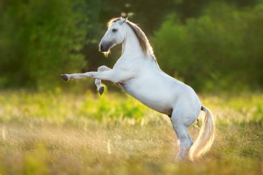 Yeşil yetiştirme White horse çayır günbatımında ışık bahar