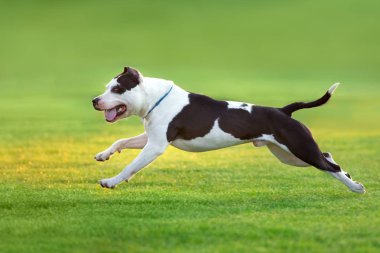 Güzel köpek Amerikalı çukur boğa yeşil bahar sahada çalışan korkunç