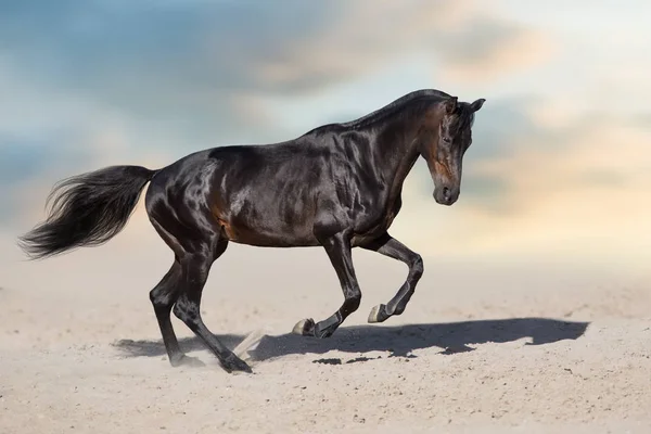 馬無料美しい青空砂塵で実行 — ストック写真
