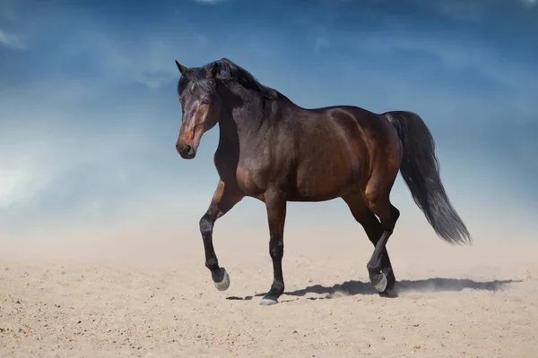 Häst Gratis Springa Öknen Damm Mot Vacker Himmel — Stockfoto