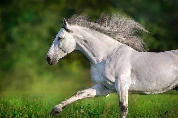 White Andalusian Stallion Long Mane Run Gallop — Stock Photo, Image