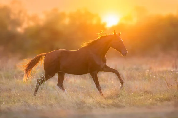 Caballo Rojo Corriendo Luz Del Atardecer —  Fotos de Stock