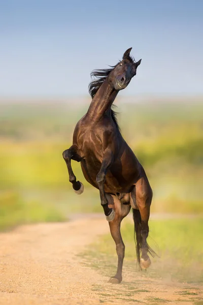 Élevage Chevaux Sur Pré Vert Printemps — Photo