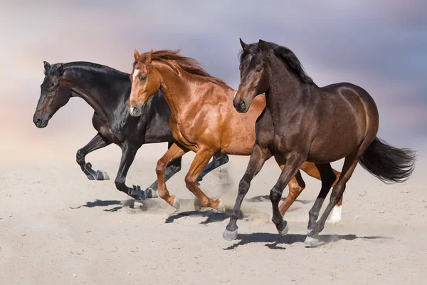 Stádo Koní Běžet Písečný Prach — Stock fotografie