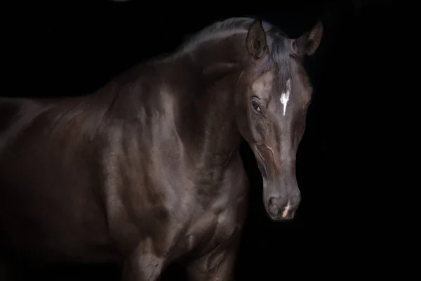 Zwarte Paard Portret Zwarte Achtergrond — Stockfoto