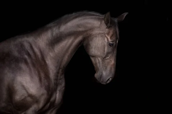Zwarte Paard Portret Zwarte Achtergrond — Stockfoto