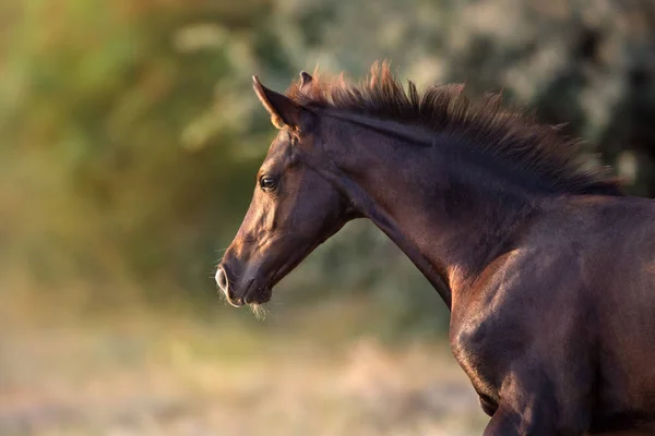 Bay Foal Close Portrait Motion — Stock Photo, Image