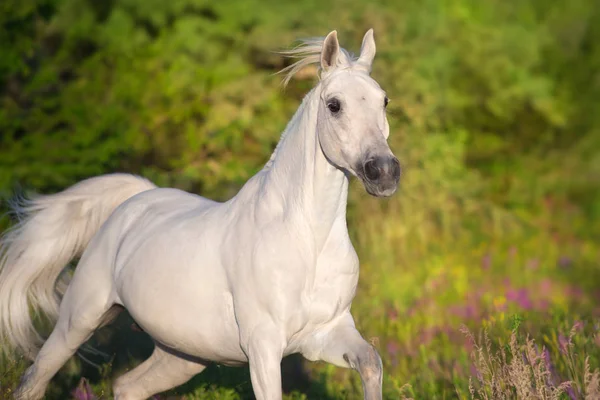 Hermoso Caballo Flores Amapola —  Fotos de Stock