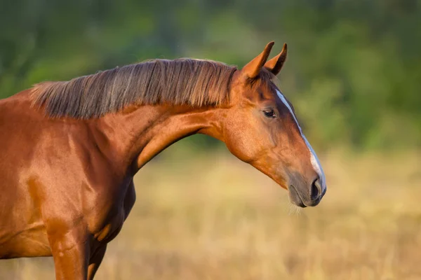 モーション ポートレートをすぐ赤い子馬 — ストック写真