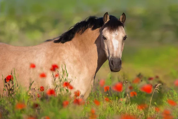 Beautiful Horse Poppy Flowers — Stock Photo, Image