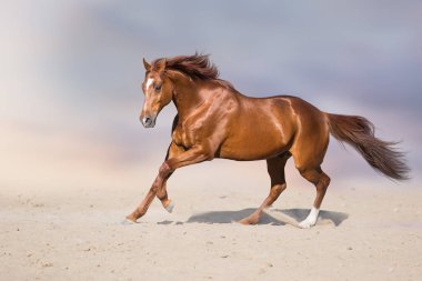 Kırmızı aygır güzel gökyüzü karşı çöl toz içinde hareket