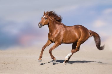 Kırmızı aygır güzel gökyüzü karşı çöl toz içinde hareket