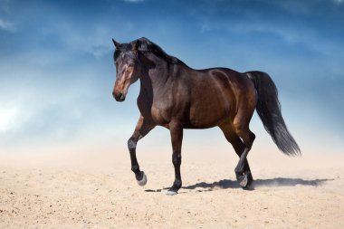 Aygır güzel gökyüzü karşı çöl toz içinde hareket