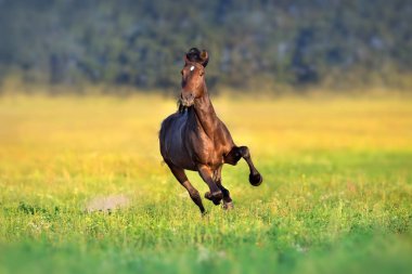 Bay trotter Çalıştır stallion dörtnala bahar çayırda