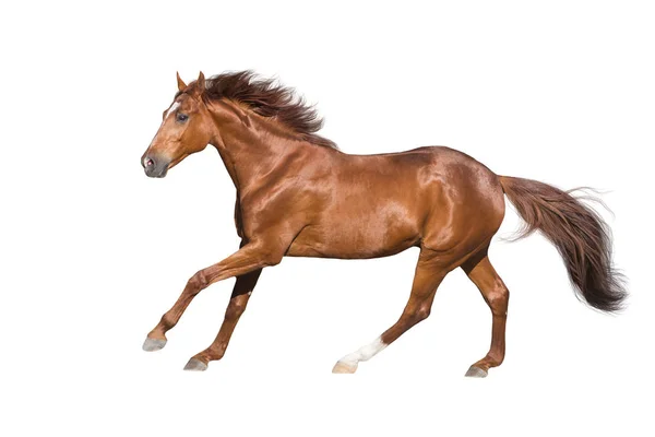 Rode Paard Uitgevoerd Galop Geïsoleerd Witte Achtergrond — Stockfoto